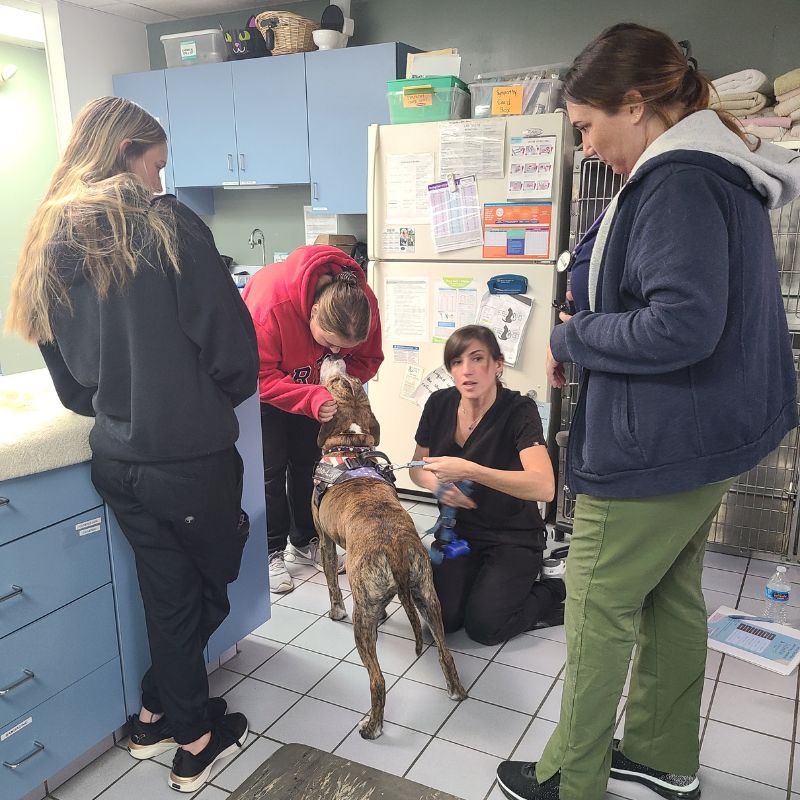 veterinary assistants veterinary technicians